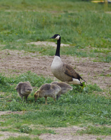 A goose and goslings walking in grass.