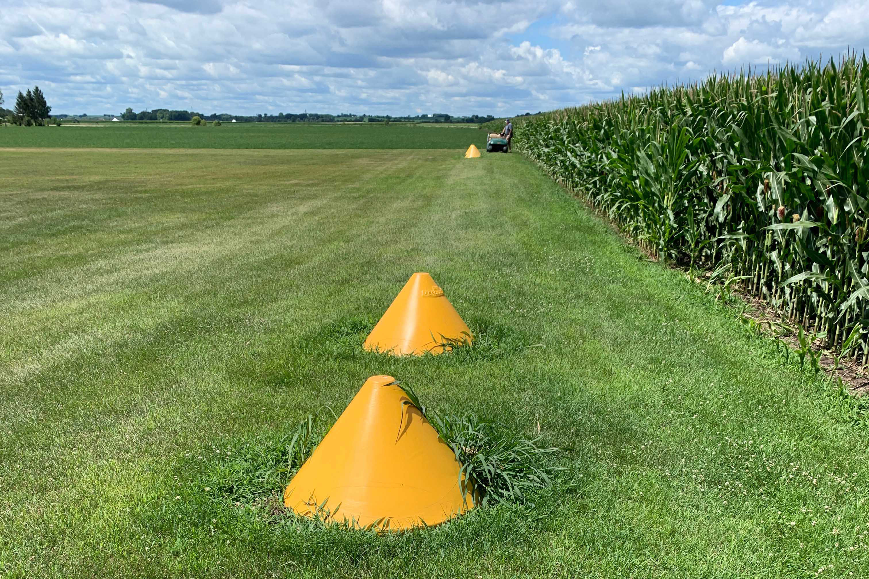 Corn planted near airport runway
